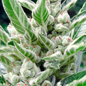 Sugar Bud