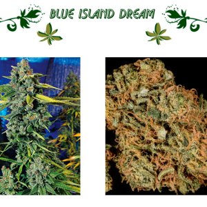 Blue Island Dream