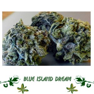Blue Island Dream сорт