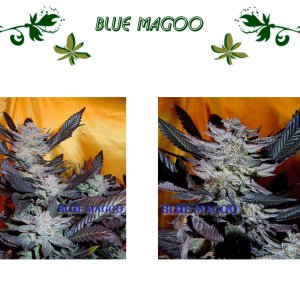Blue Magoo