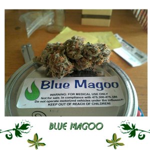 Blue Magoo сорт