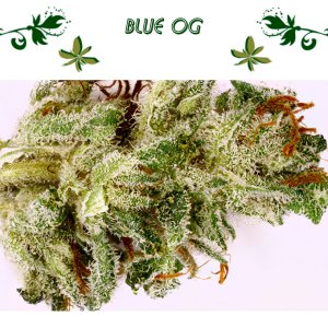 Blue OG