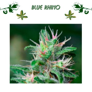 Blue Rhino