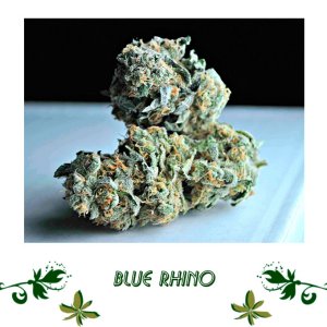 Blue Rhino сорт