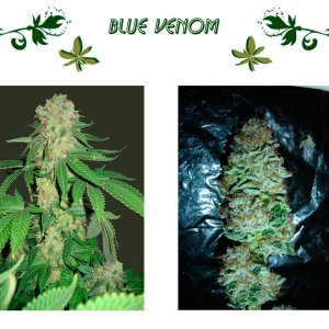 Blue Venom