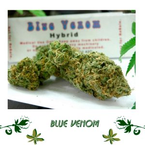 Blue Venom сорт