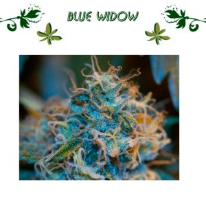 Blue Widow