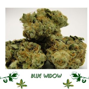 Blue Widow сорт
