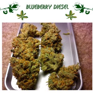 blueberry diesel