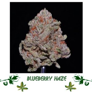 Blueberry Haze сорт