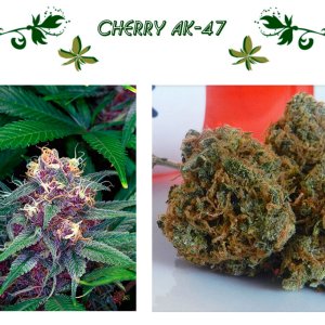 CHERRY AK 47