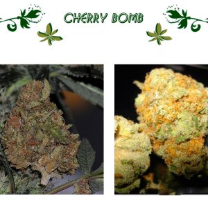 Cherry Bomb