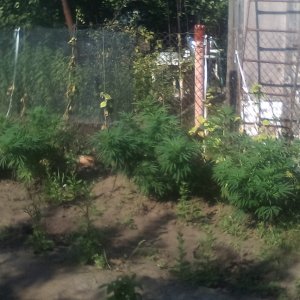 IMG 20150729 090920