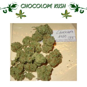 Chocolope Kush