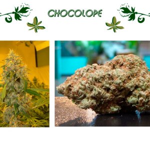 Chocolope