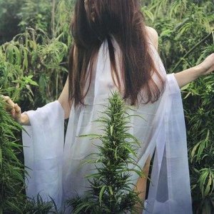 Красивые Ёлоки конопли
