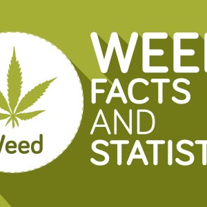 7 фактов