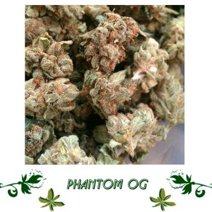Phantom OG сорт