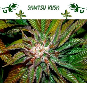 Shiatsu Kush