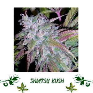 Shiatsu Kush сорт