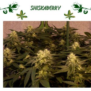 Shiskaberry