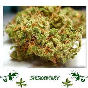 Shiskaberry сорт