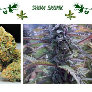 Shiva Skunk