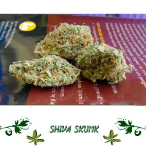 Shiva Skunk сорт