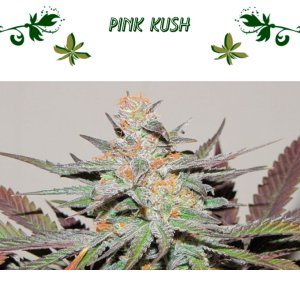 pink kush