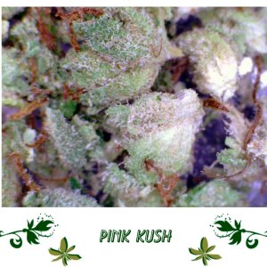 Pink Kush сорт