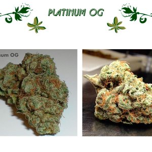 Platinum OG