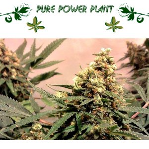 Pure Power Plant