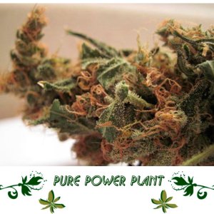 Pure Power Plant сорт