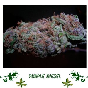 Purple Diesel