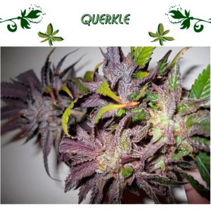 Querkle