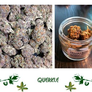 Querkle сорт