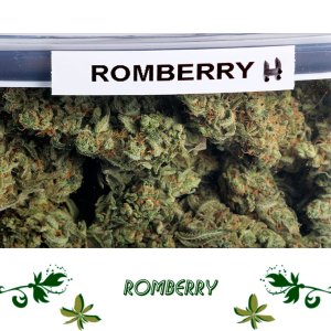 Romberry сорт