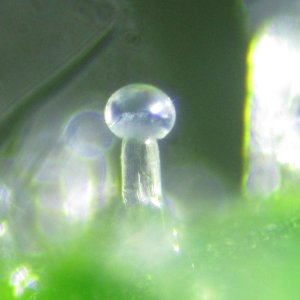 trichoma