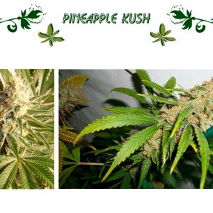 Pineapple Kush