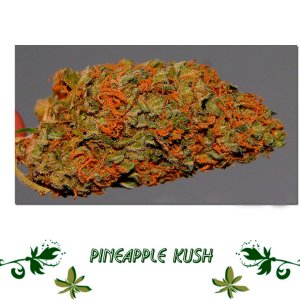 Pineapple Kush сорт