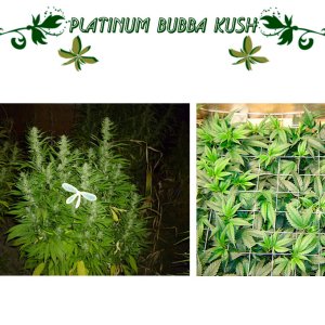 Platinum Bubba Kush