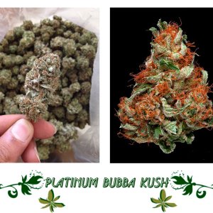 Platinum Bubba Kush сорт