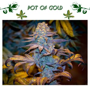 Pot Of Gold