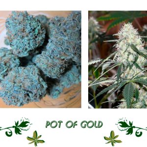 Pot Of Gold сорт