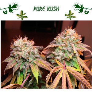 Pure Kush