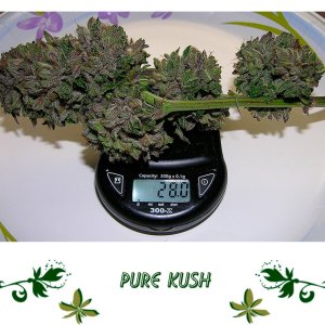 Pure Kush сорт