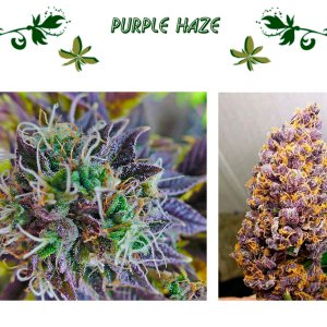 purple haze
