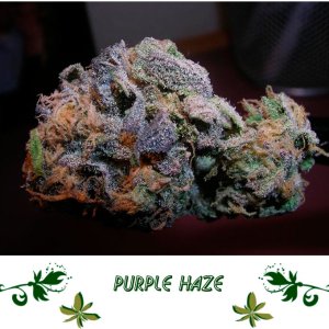 Purple Haze сорт