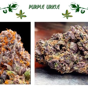 Purple Urkle