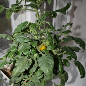 3039   овощи